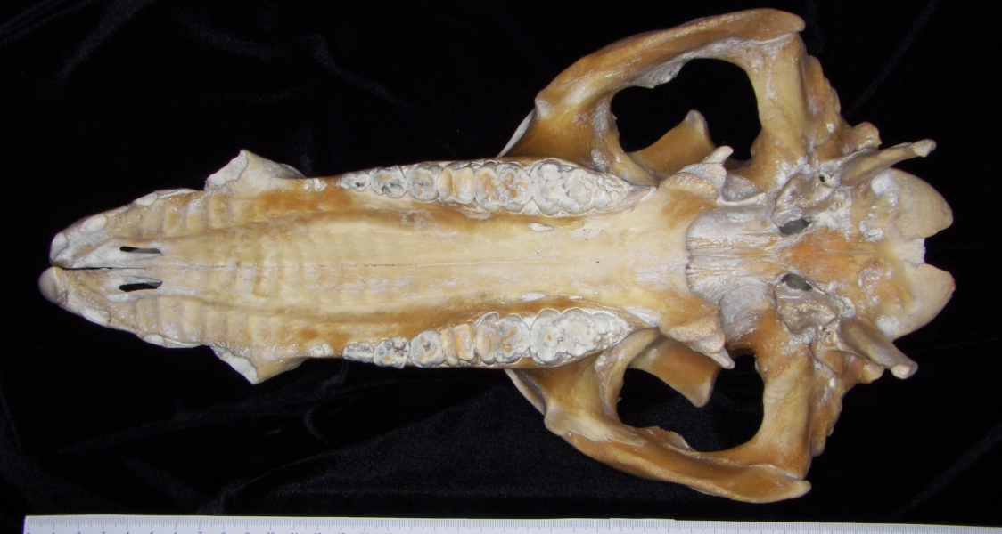 Pig (Sus scrofa) cranium, inferior view