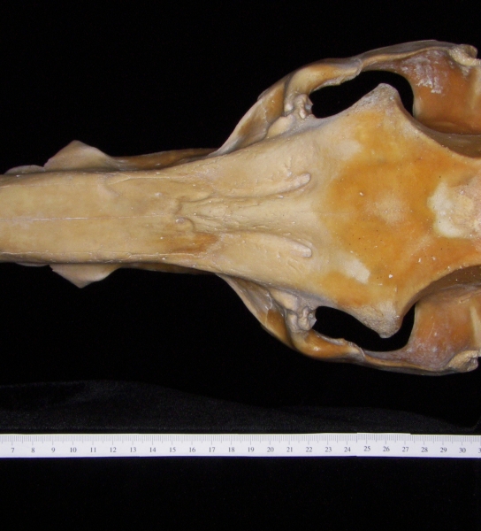 Pig (Sus scrofa) cranium, superior view