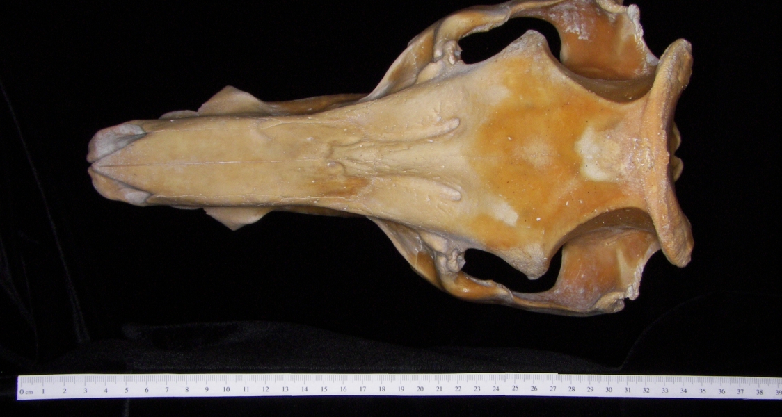 Pig (Sus scrofa) cranium, superior view