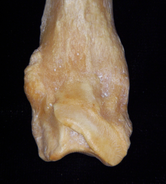 Pig (Sus scrofa) fibula, distal aspect