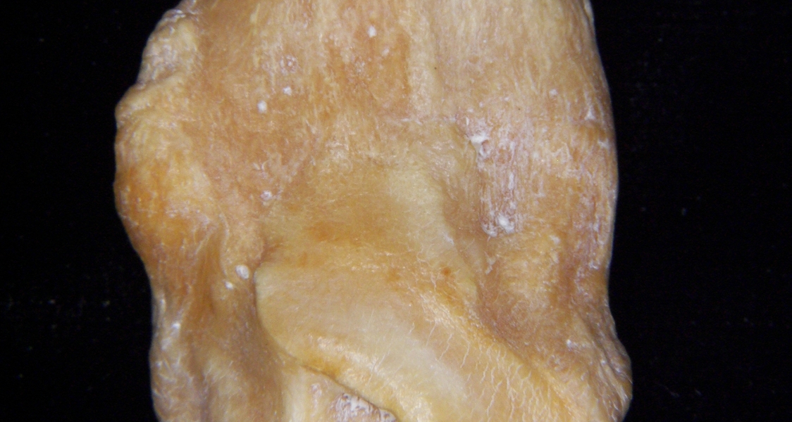 Pig (Sus scrofa) fibula, distal aspect