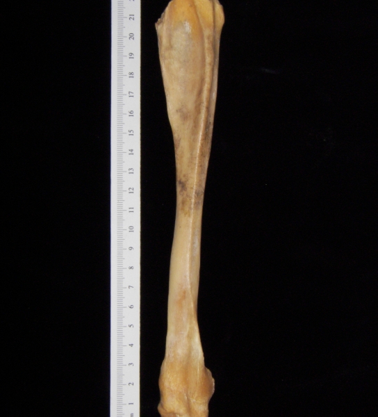 Pig (Sus scrofa) fibula, view 2