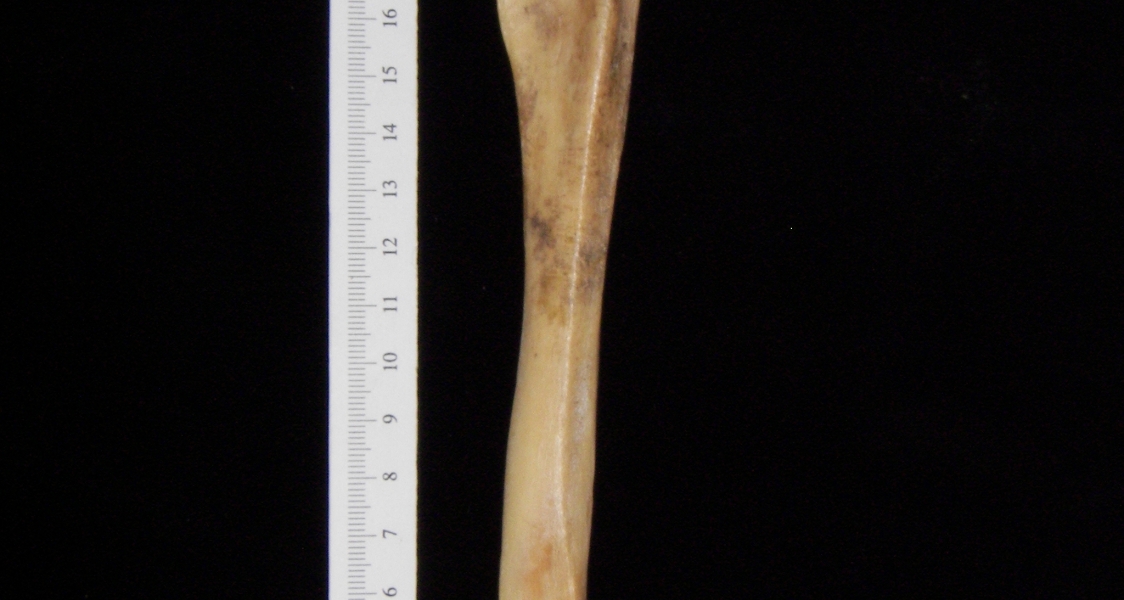 Pig (Sus scrofa) fibula, view 2