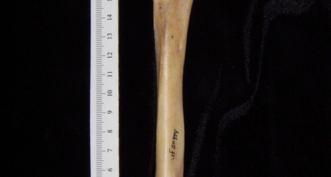Pig (Sus scrofa) fibula