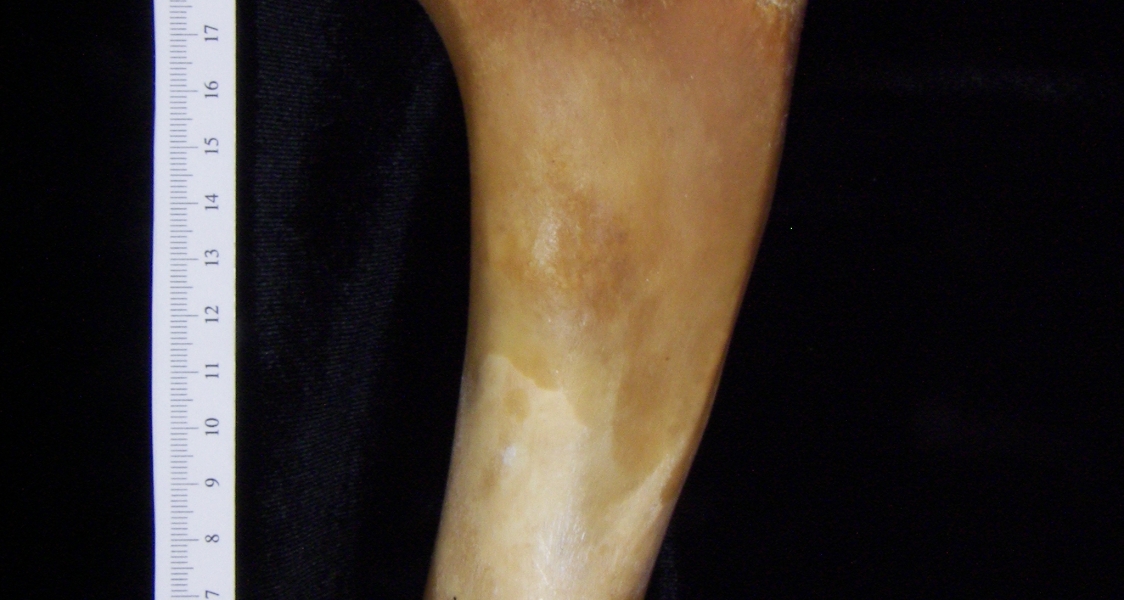 Pig (Sus scrofa) left humerus
