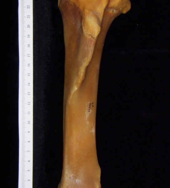 Pig (Sus scrofa) left tibia, anterior view