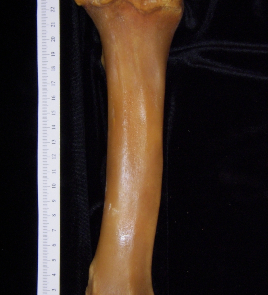 Pig (Sus scrofa) left tibia, posterior view