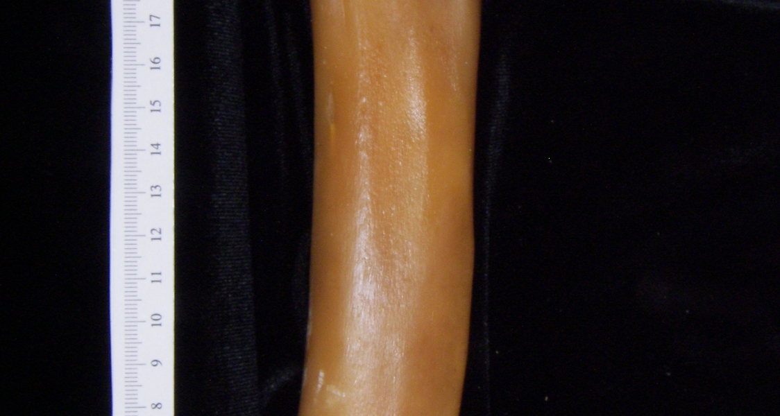 Pig (Sus scrofa) left tibia, posterior view