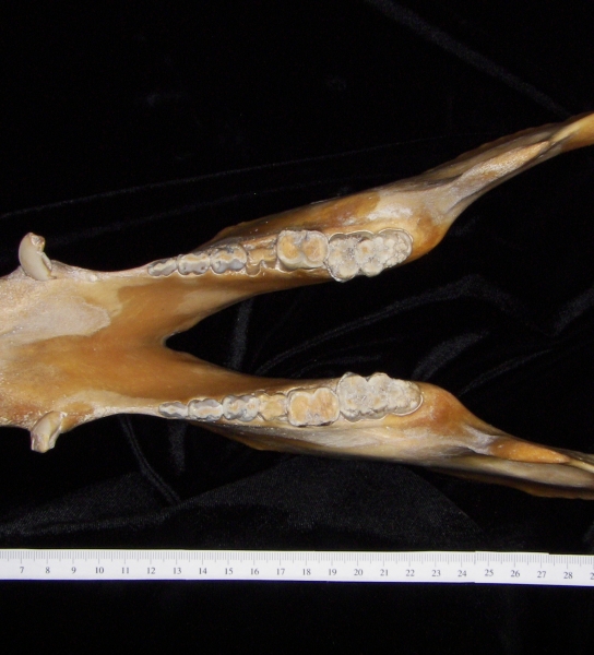 Pig (Sus scrofa) mandible, superior view