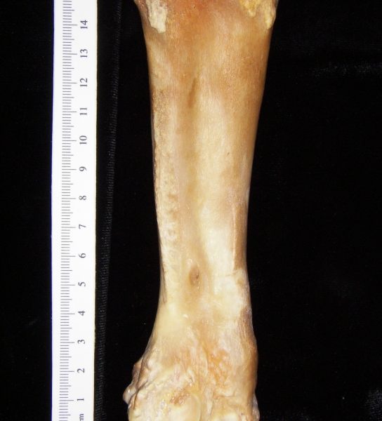 Pig (Sus scrofa) radius, view 2