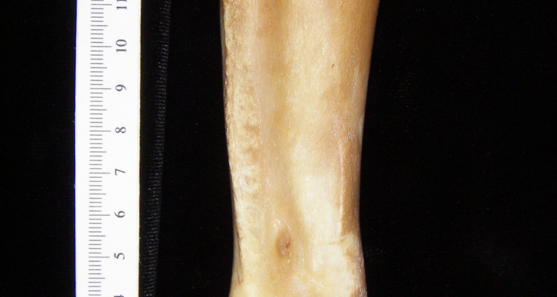 Pig (Sus scrofa) radius, view 2