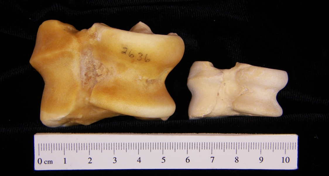 Pig (Sus scrofa) right astragali, inferior view