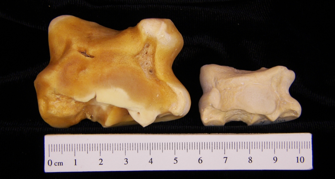Pig (Sus scrofa) right astragali, superior view