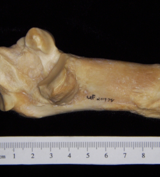 Pig (Sus scrofa) calcaneus, medial view