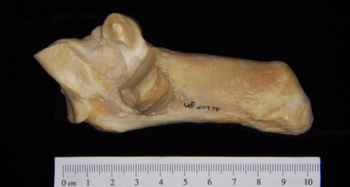 Pig (Sus scrofa) calcaneus, medial view