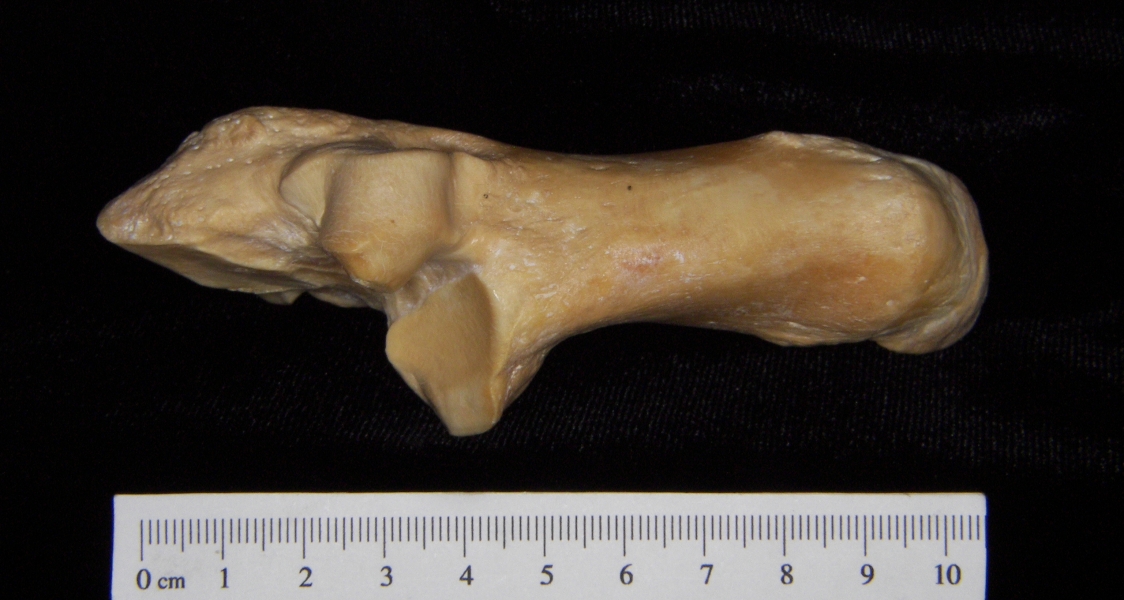 Pig (Sus scrofa) calcaneus, superior view