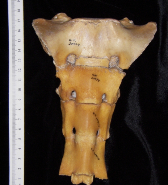 Anterior View Domestic Pig Sacrum