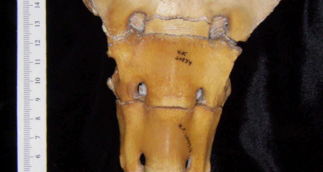 Anterior View Domestic Pig Sacrum