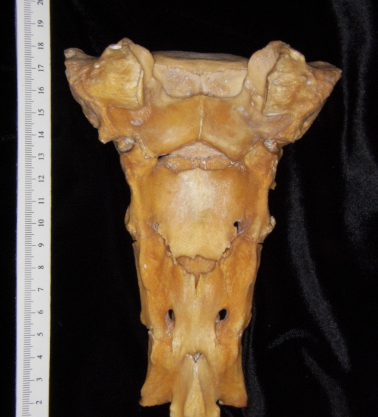 Posterior View Domestic Pig Sacrum