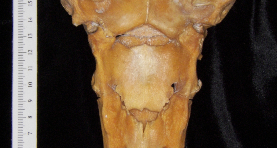 Posterior View Domestic Pig Sacrum
