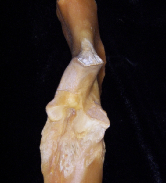 Pig (Sus scrofa) ulna, proximal aspect