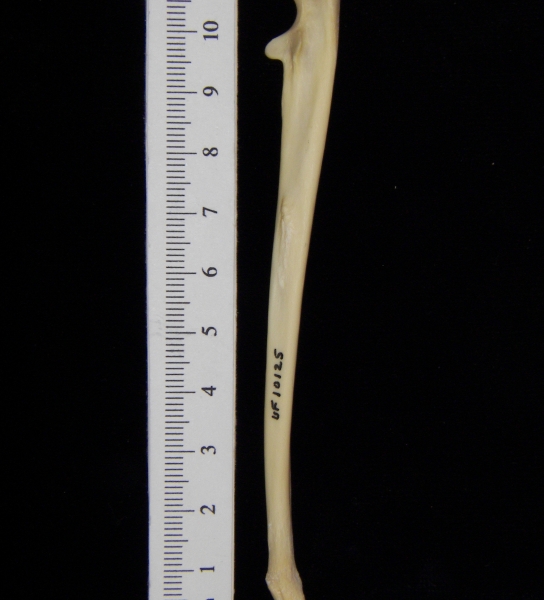 Raccoon (Procyon lotor) left ulna, lateral view