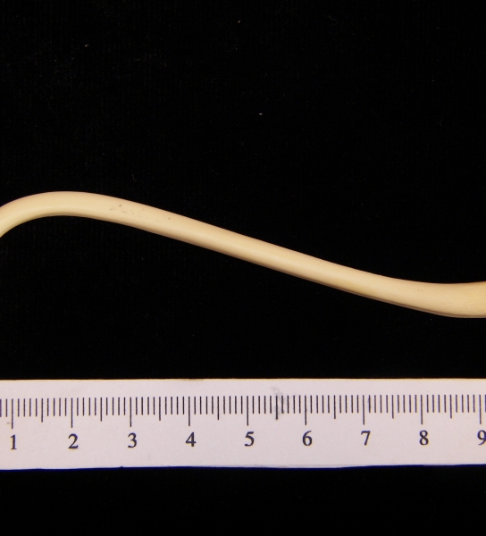 Raccoon (Procyon lotor) baculum