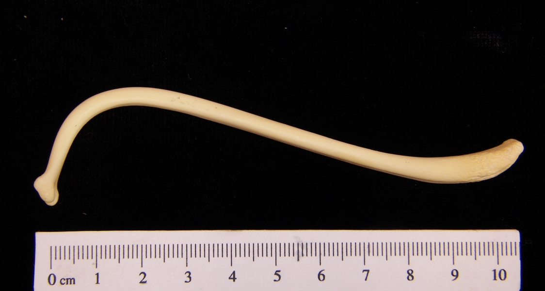 Raccoon (Procyon lotor) baculum