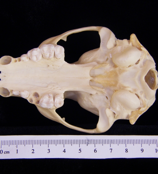 Raccoon (Procyon lotor) cranium, inferior view