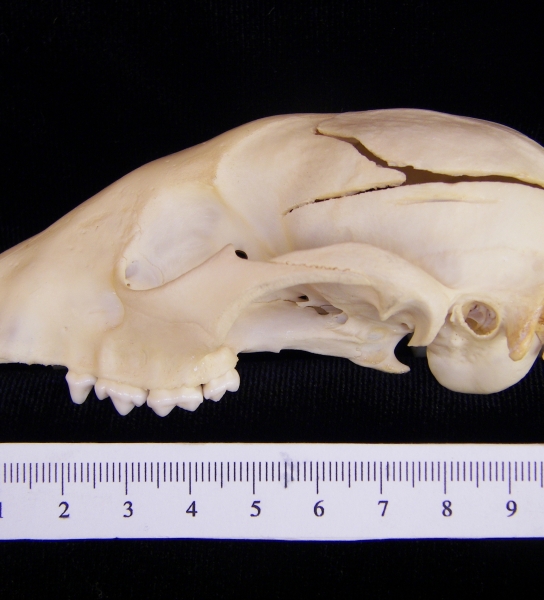 Raccoon (Procyon lotor) cranium, lateral view