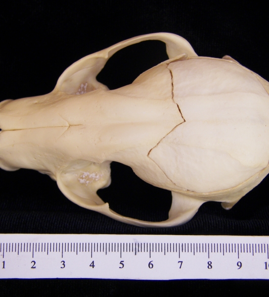 Raccoon (Procyon lotor) cranium, superior view