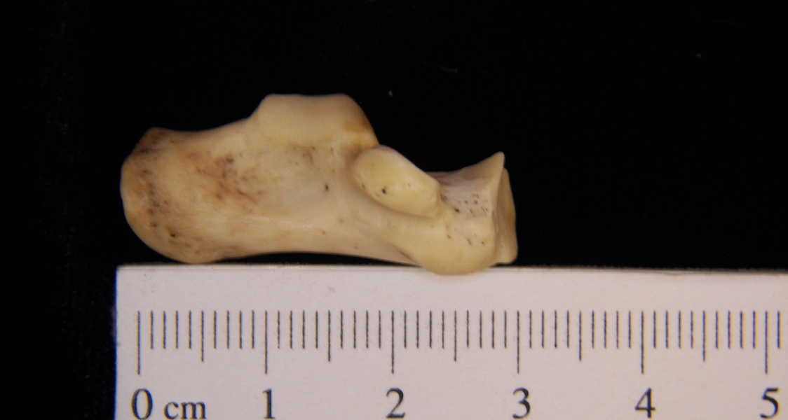 Raccoon (Procyon lotor) left calcaneus, medial view