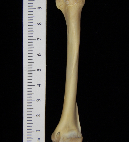 Raccoon (Procyon lotor) left humerus, lateral view