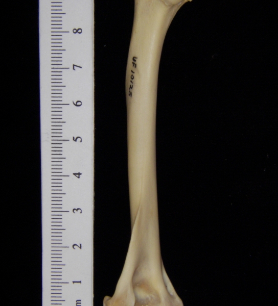 Raccoon (Procyon lotor) left humerus, medial view