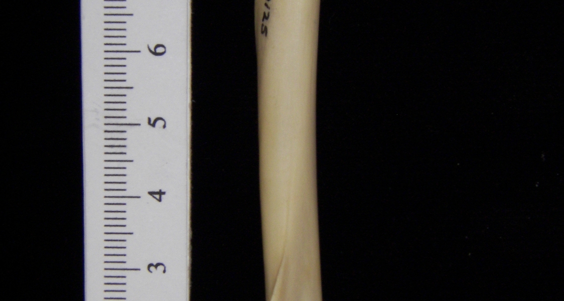 Raccoon (Procyon lotor) left humerus, medial view