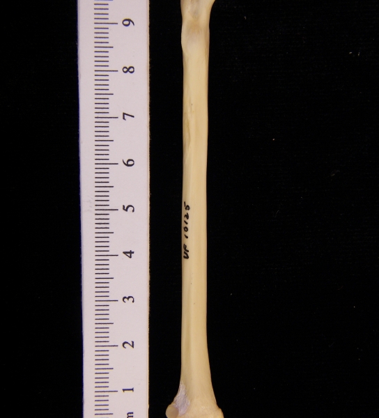 Raccoon (Procyon lotor) left radius, anterior view