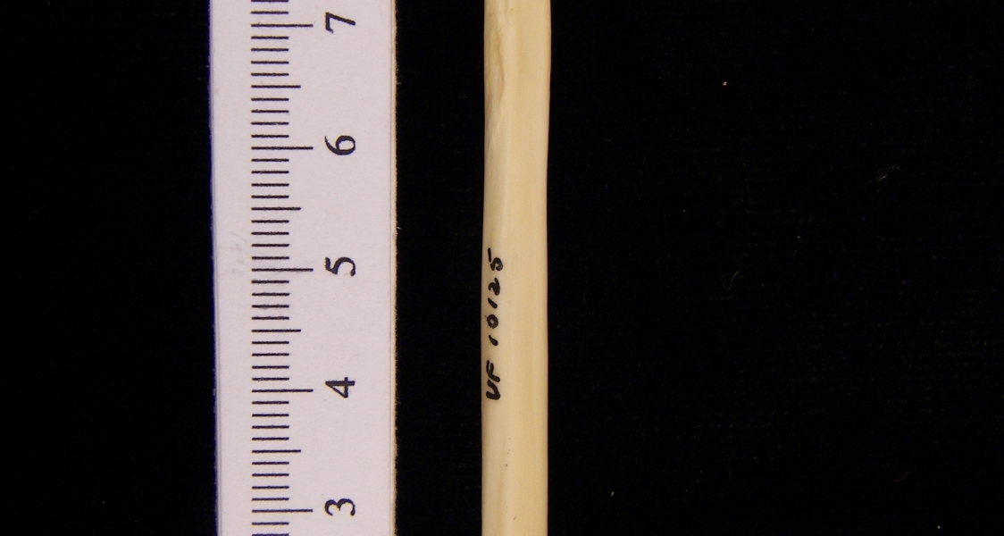 Raccoon (Procyon lotor) left radius, anterior view