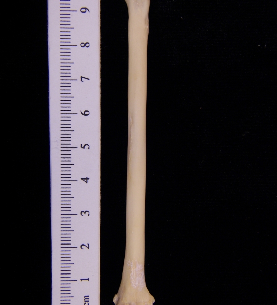 Raccoon (Procyon lotor) left radius, posterior view