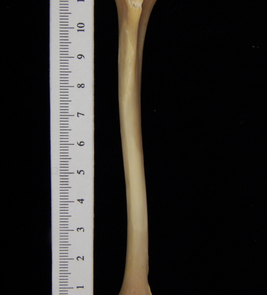 Raccoon (Procyon lotor) left tibia, anterior view