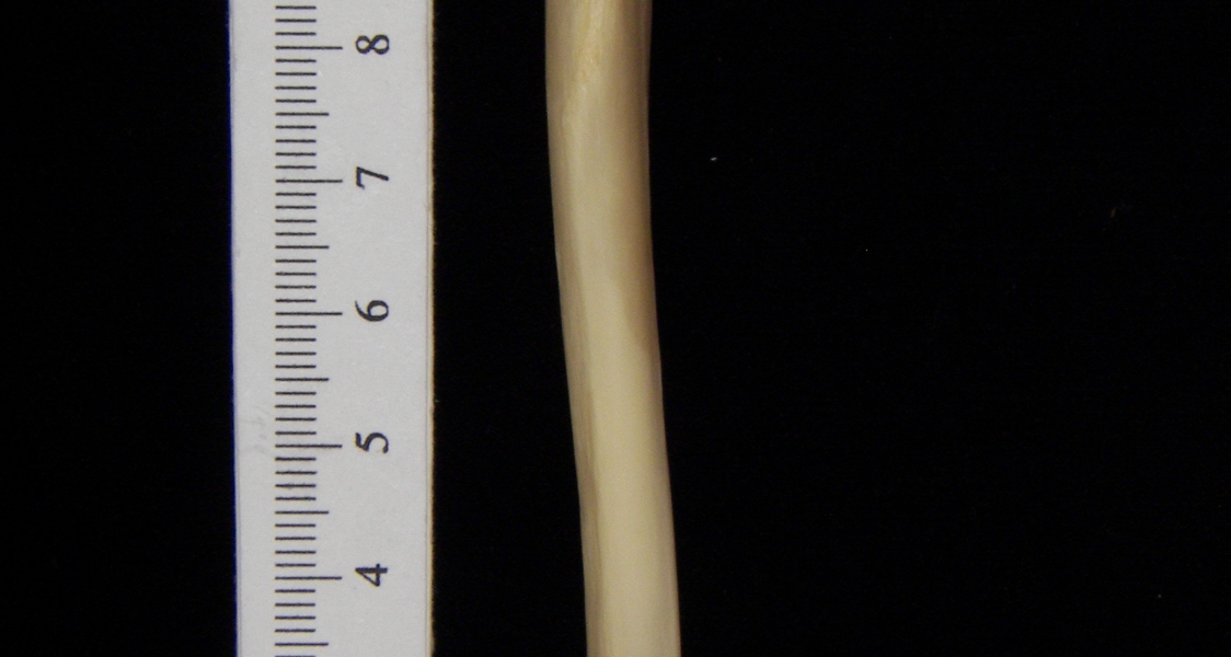 Raccoon (Procyon lotor) left tibia, anterior view