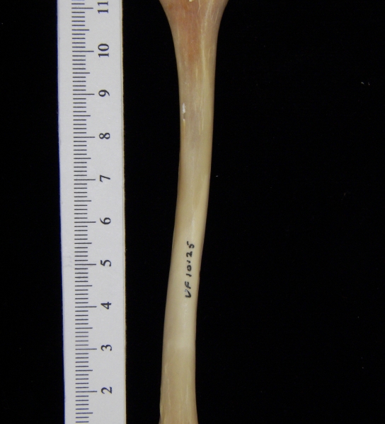 Raccoon (Procyon lotor) left tibia, posterior view