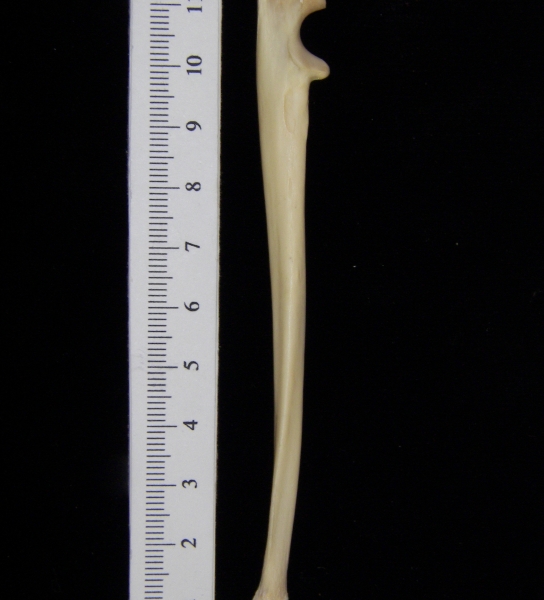 Raccoon (Procyon lotor) left ulna, medial view