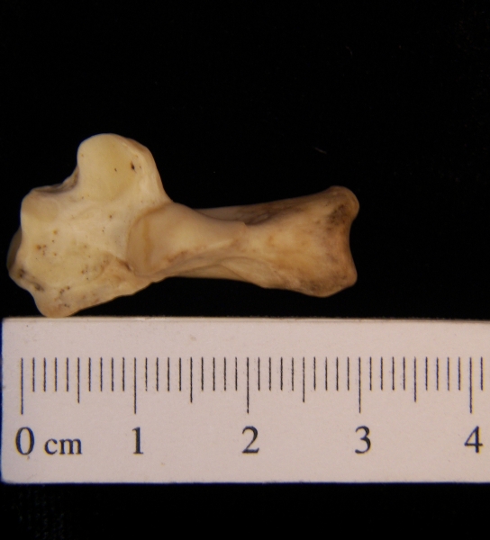 Raccoon (Procyon lotor) left calcaneus, superior view