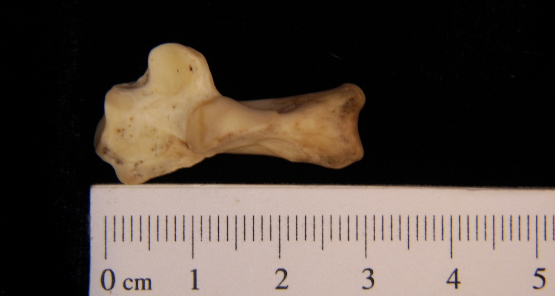 Raccoon (Procyon lotor) left calcaneus, superior view