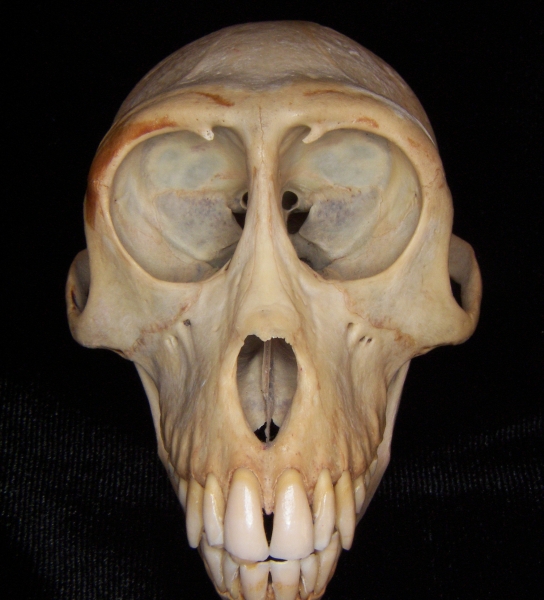 Rhesus macaque (Macaca mulatta) cranium, anterior view
