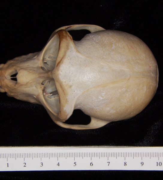 Rhesus macaque (Macaca mulatta) cranium, superior view