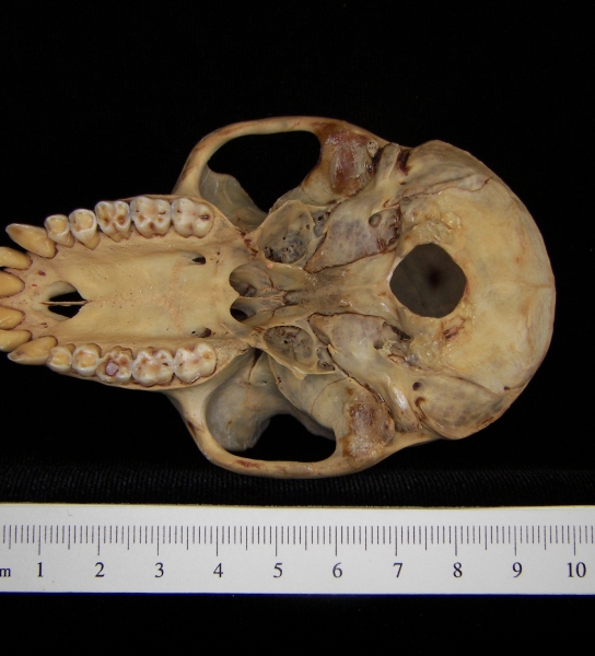 Rhesus macaque (Macaca mulatta) cranium, inferior view