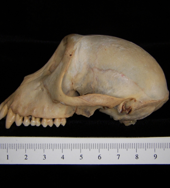 Rhesus macaque (Macaca mulatta) cranium, lateral view