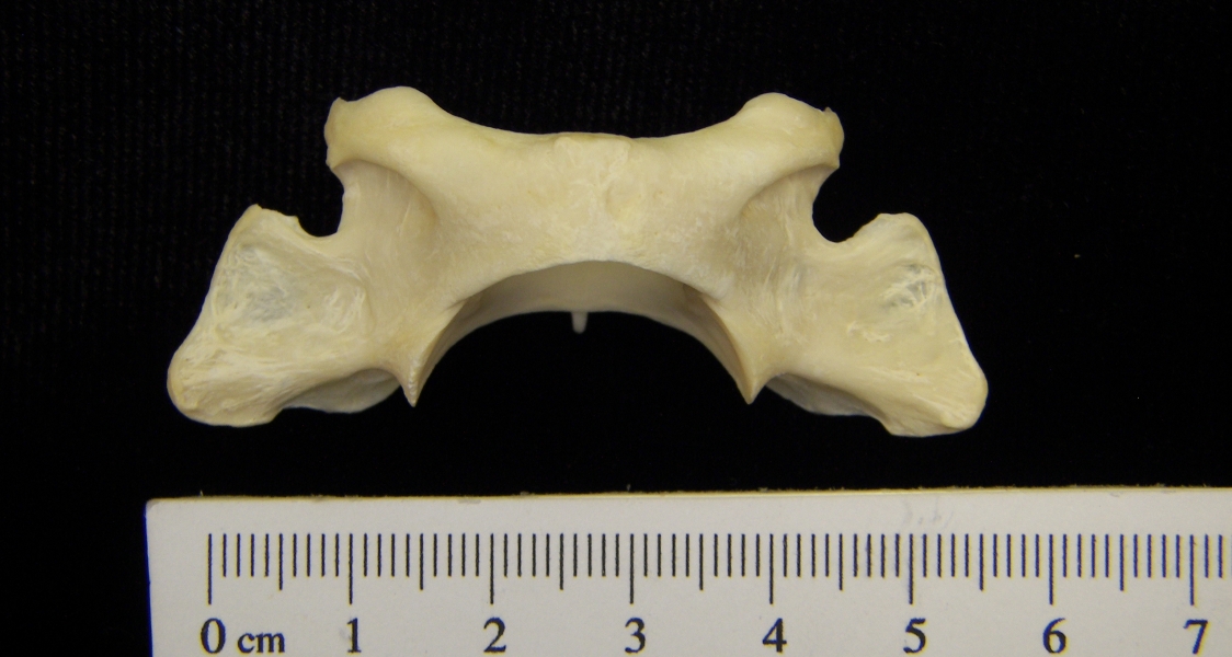 River otter (Lutra canadensis) C1 (first cervical vertebra), view 2