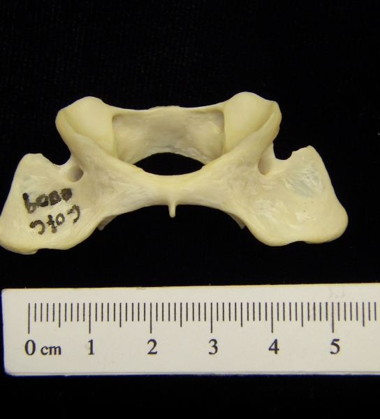 River otter (Lutra canadensis) C1 (first cervical vertebra)